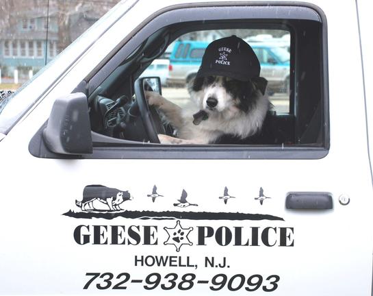 Geese Police, Inc