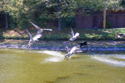 Geese Police, Inc