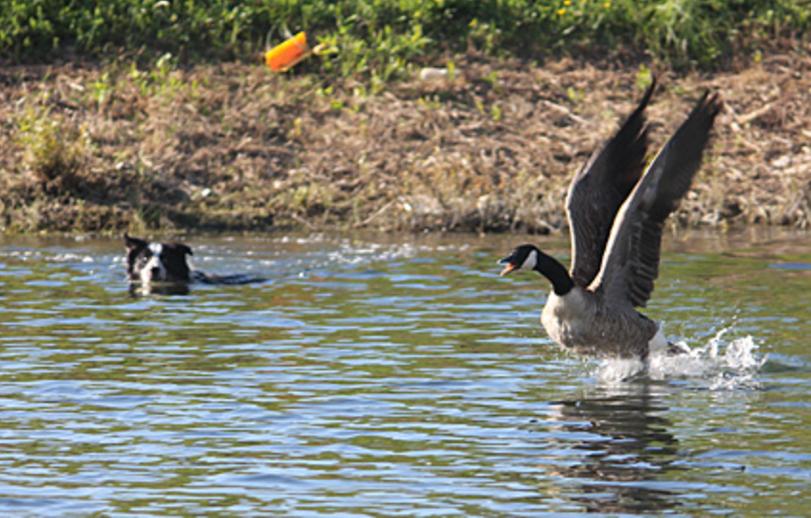 Geese Police, Inc